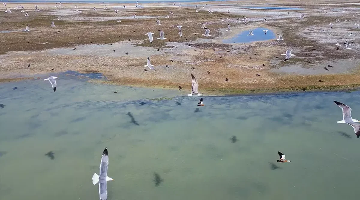 Van Gölü Kıyısında Ortaya Çıktı, Görenler Gözlerine İnanamadı!