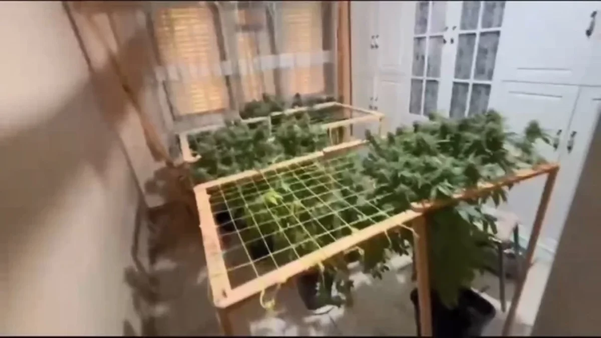 (İSTANBUL) Pendik'te Uyuşturucu Operasyonu: 10 Kilo Marihuana Ele Geçirildi