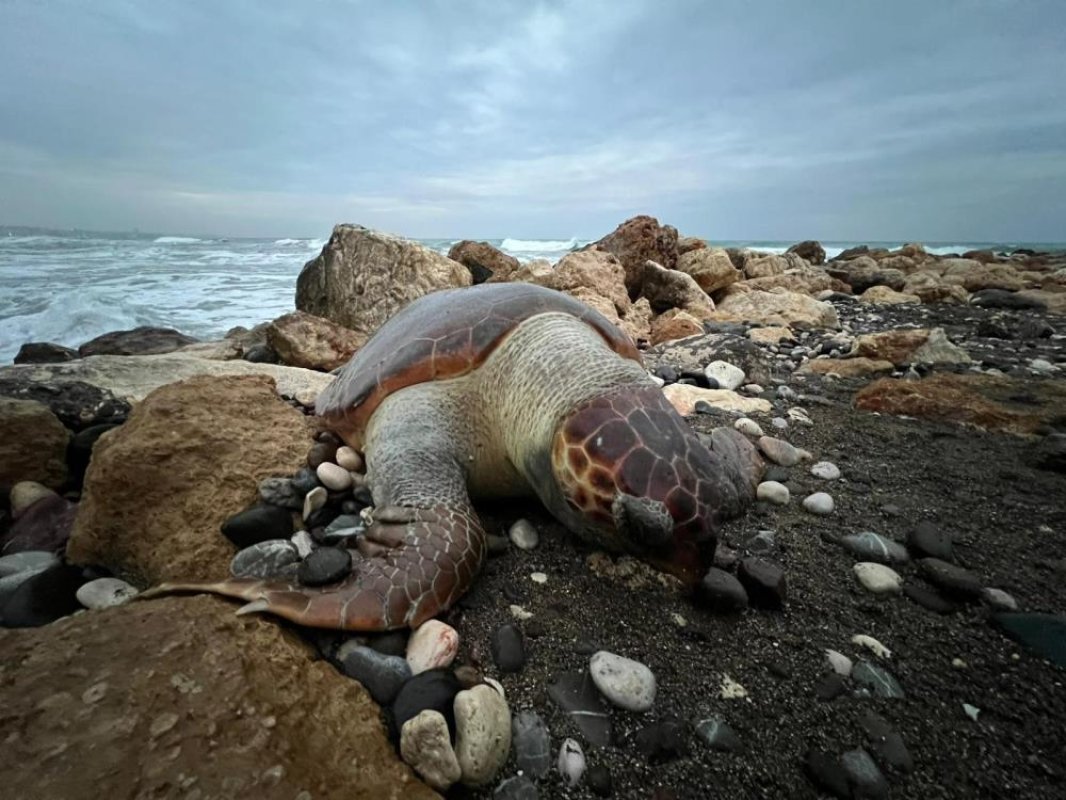 15 günde 7’nci: Mersin Sahilinde Caretta Ölümleri