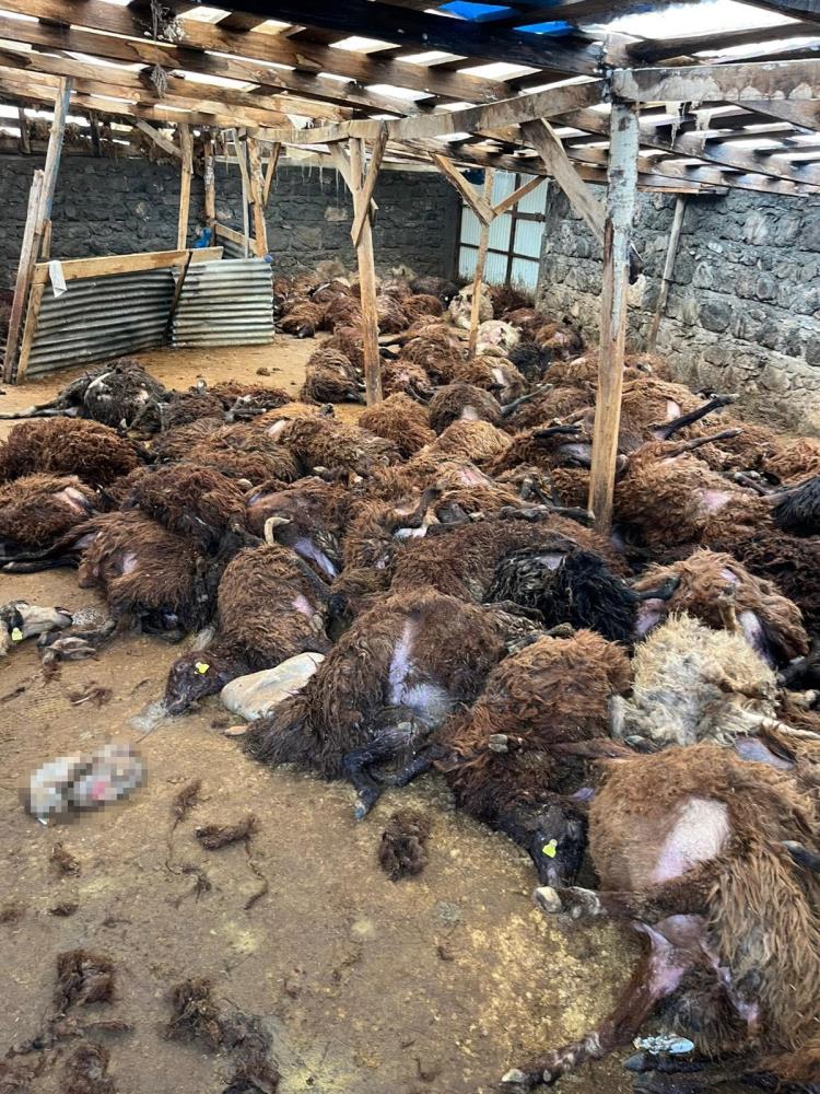 Kars Digor’da Kurtlar 130 Koyunu Telef Etti