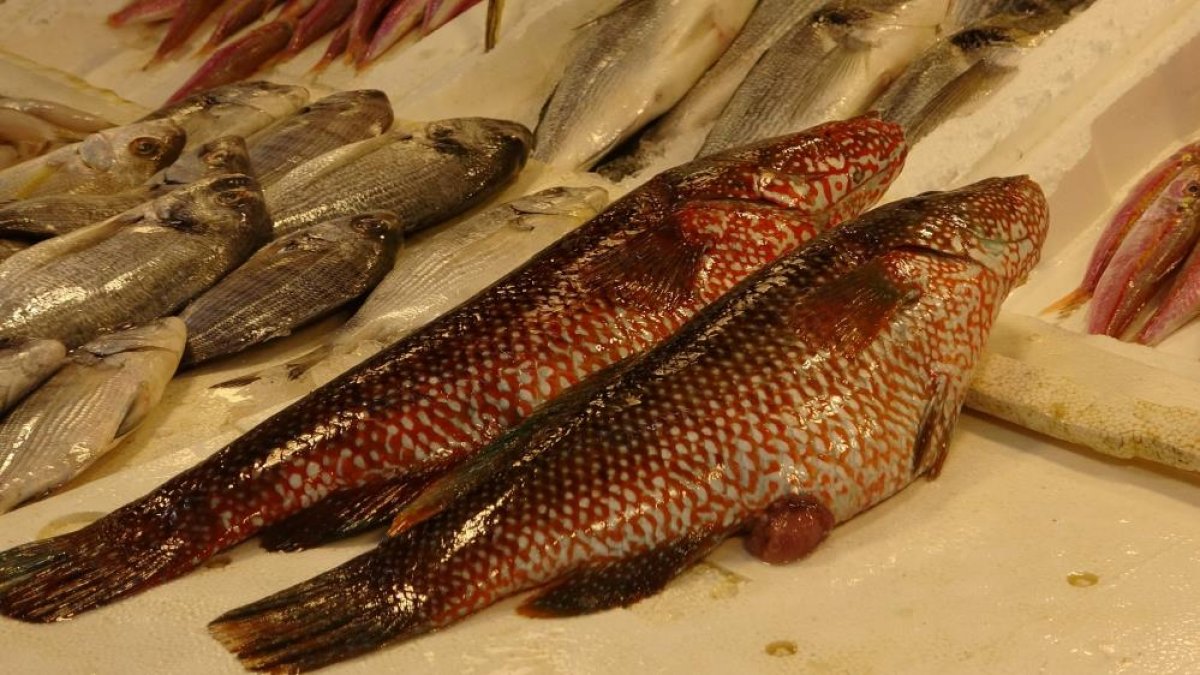 Hint Okyanusu’na Özgü Lagos Mersin’de Tezgahta