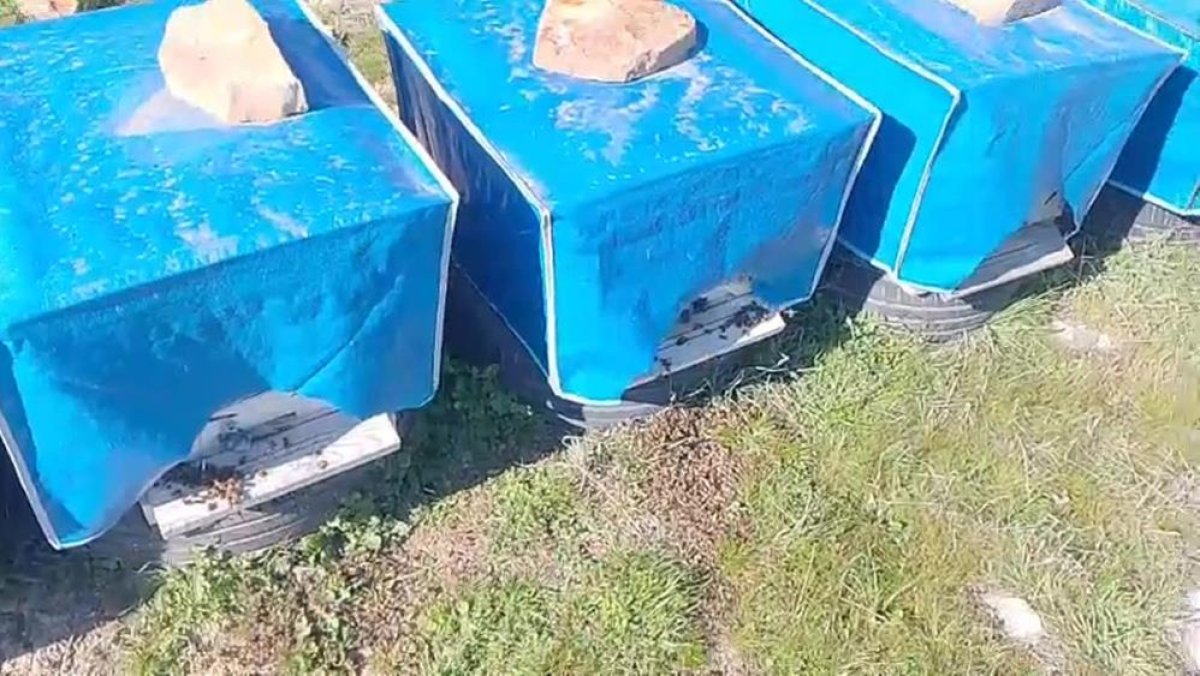 Mersin’de Zamansız İlaçlama Arıları Öldürdü