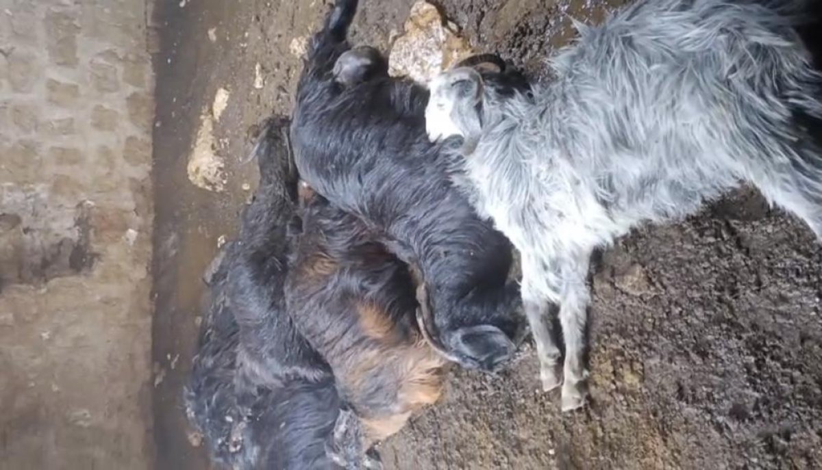 Tarsus’ta Ahıra Yıldırım Düştü