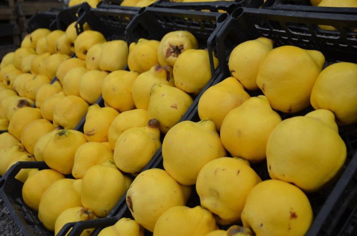 Ayva Yemek Lüks Oldu