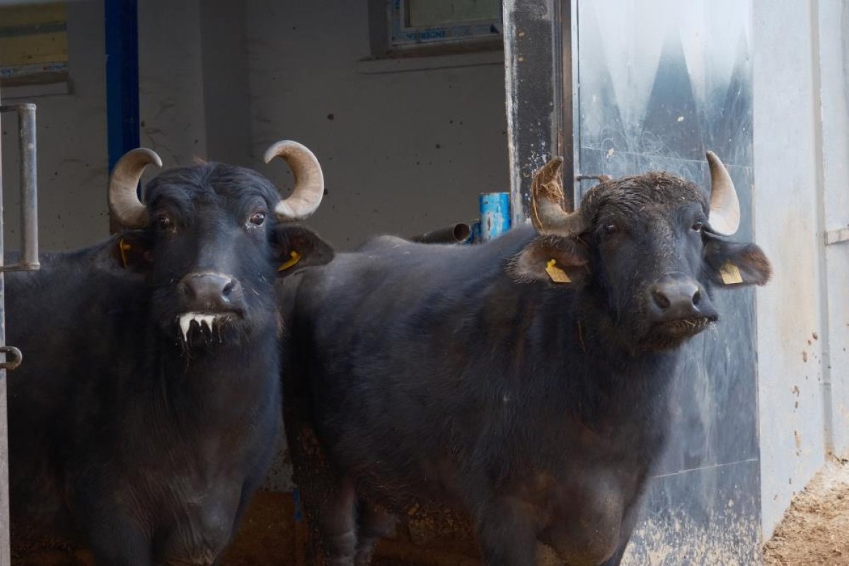 Murana Süt Verimiyle Dikkat Çekiyor