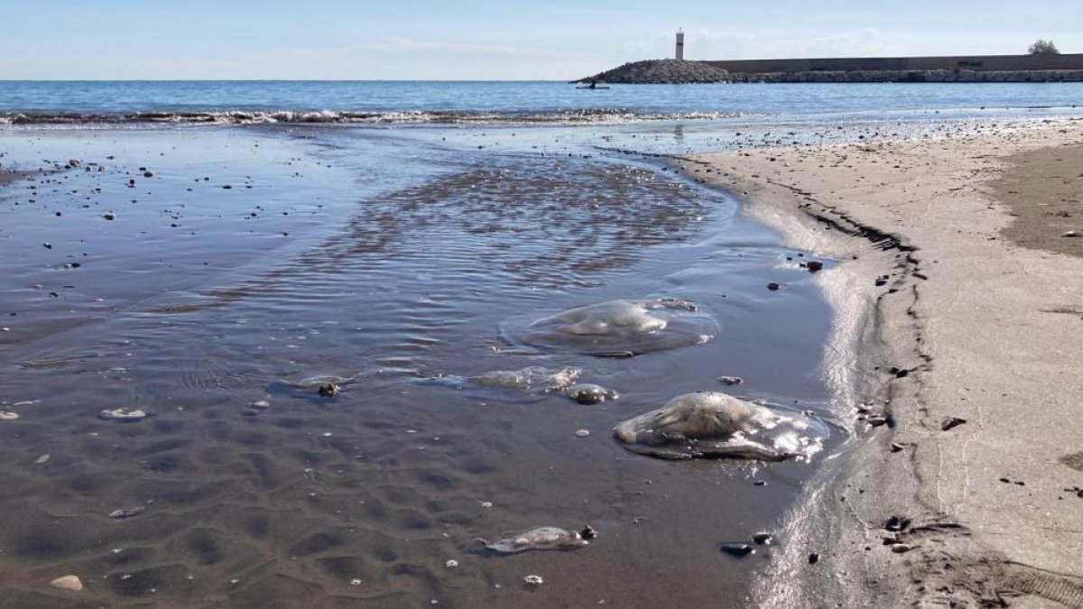 Sahile vuran denizanalarıyla ilgili uzmanı uyardı: "Bu tablo, iklim değişikliği ve insan baskısının birleşik etkisidir"