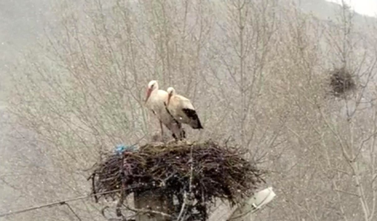 Sivas’ta Erken Göç Eden Leyleklere Kar Sürprizi