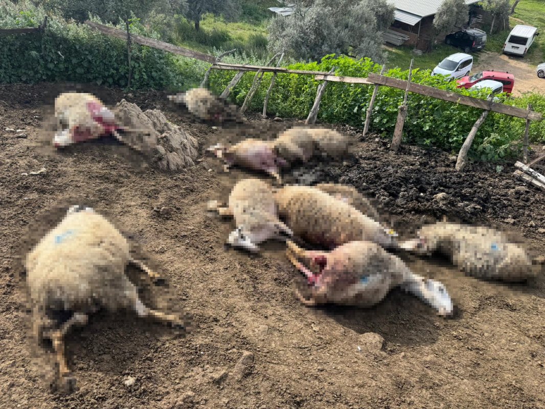 Aydın'da Kurt Saldırısı Vatandaşları Tedirgin Etti