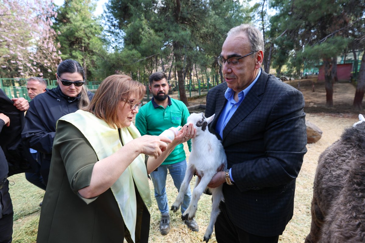 Zürafanın Yavrusu Yetim Doğdu