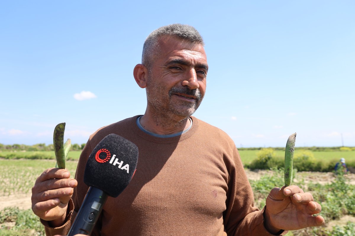 Kozan Bezelyesi Görünümüyle Karadeniz Hamsisine Benzetildi