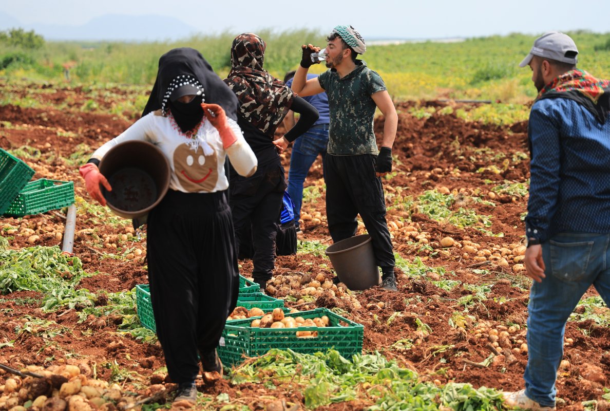 Turfanda Patateste Hasat Başladı
