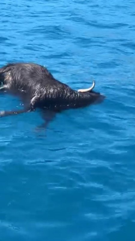 Alanya Kalesi Açıklarında Denizde Ölü Keçi Bulundu