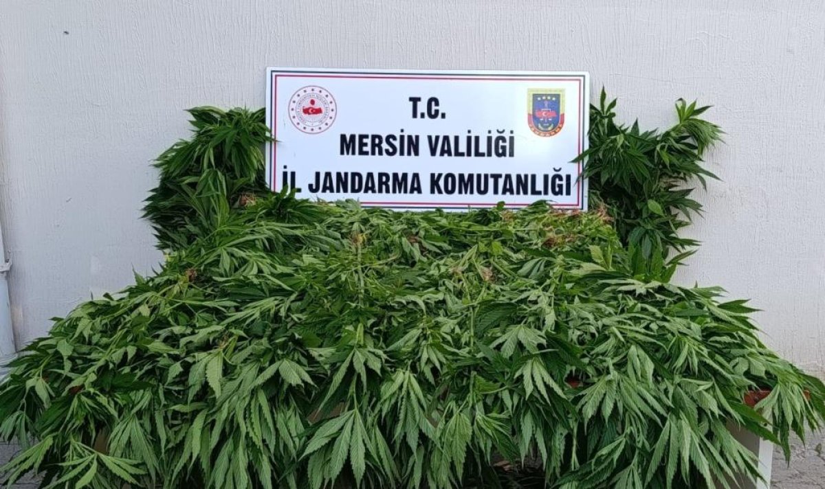 Ormanda Kenevir Yetiştirenlere Suçüstü Operasyon: 2 Tutuklama