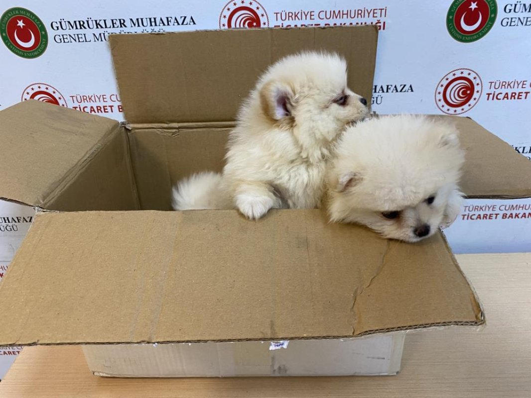 Ticaret Bakanlığı Gümrükler Muhafaza ekiplerinden yavru köpeklere yönelik kaçakçılık girişimine geçit yok