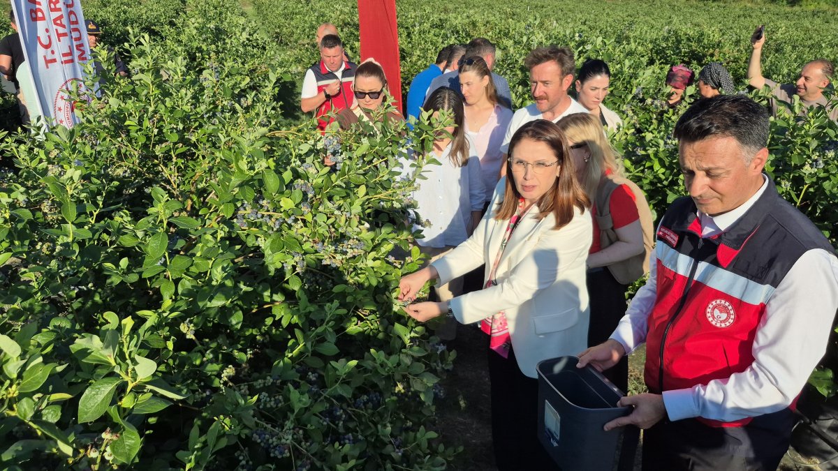 Yaban mersini meyvesinde yüksek rekolte