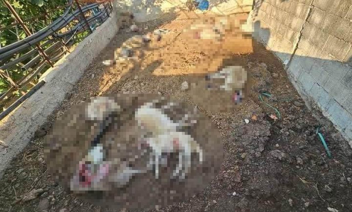 Mersin'de ağıla giren kurtlar 29 koyunu telef etti