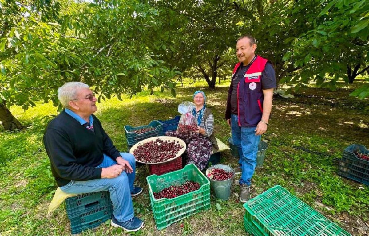 Kiraz bahçelerinde hasat öncesi pestisit denetimi