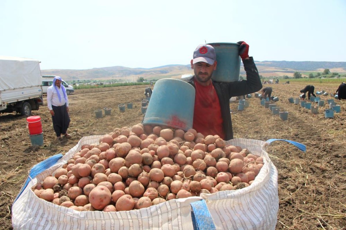 Amasya’da patates hasadı başladı: 130 bin ton rekolte bekleniyor