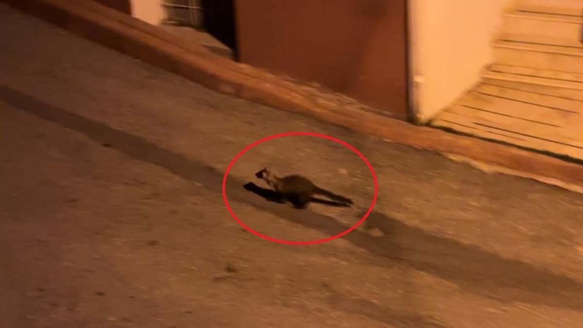 Bu mahallede geceleri sansarlar geziyor