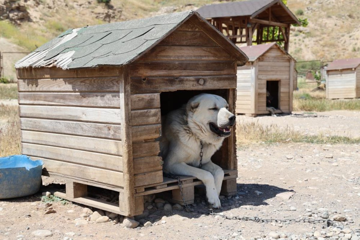 Soğuk havaya göğüs geren Kangal köpekleri sıcak yaz aylarında miskinleşiyor