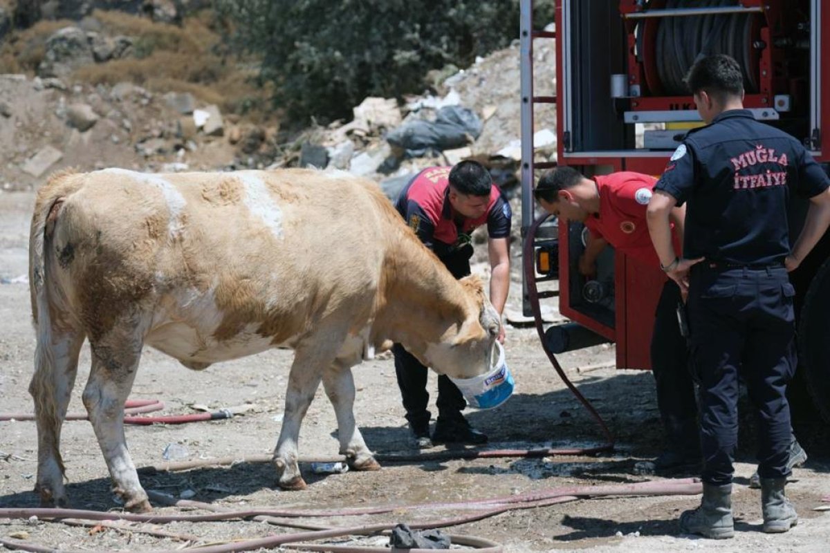 Yangın bölgesinde susayan ineklere temiz can suyu