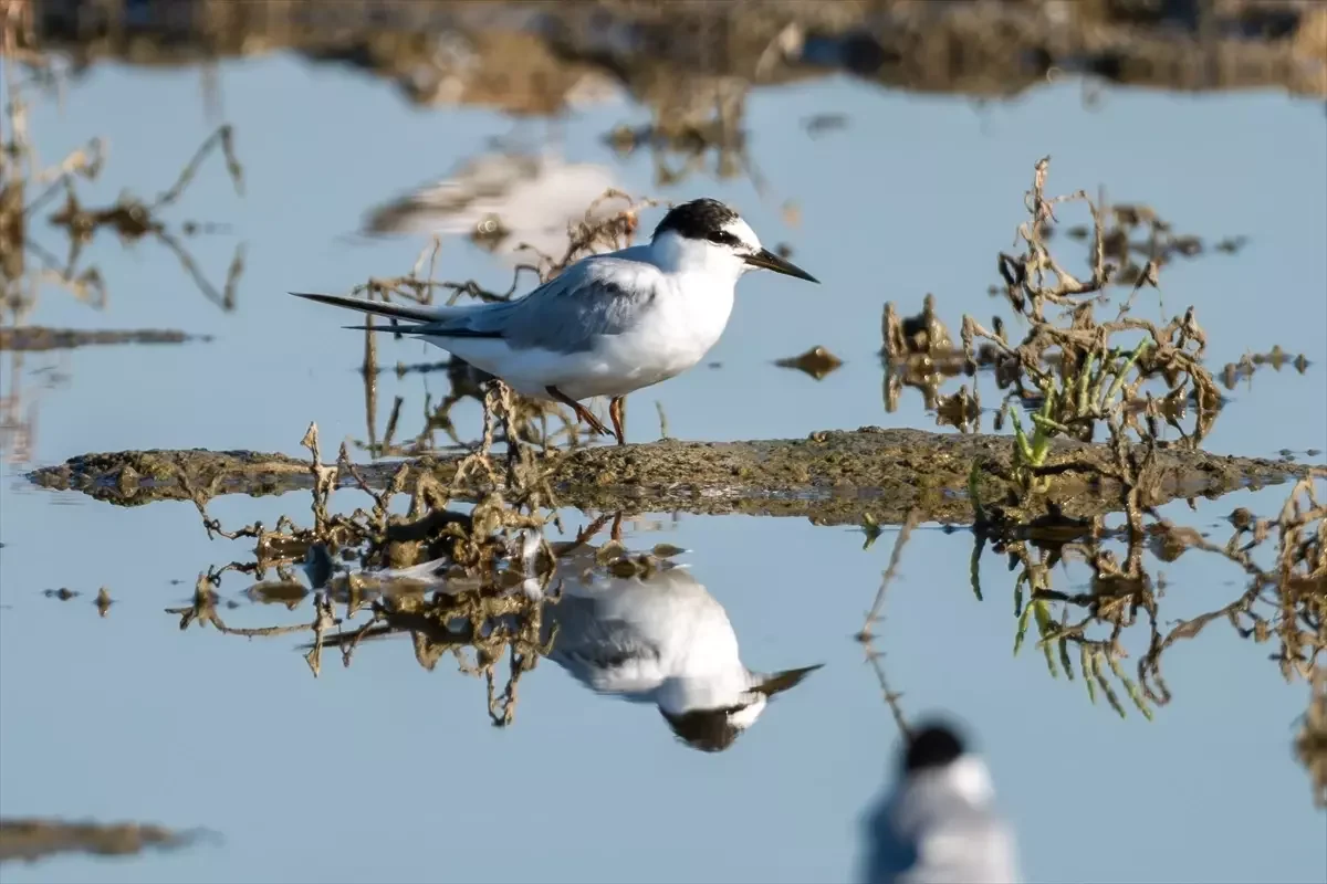 Türkiye'de 287 bin 254 Su Kuşu