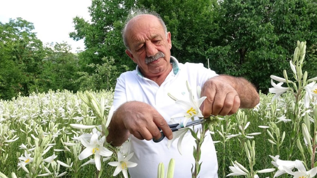 Babasından Miras Kalan Akzambaklara Gözü Gibi Bakıyor