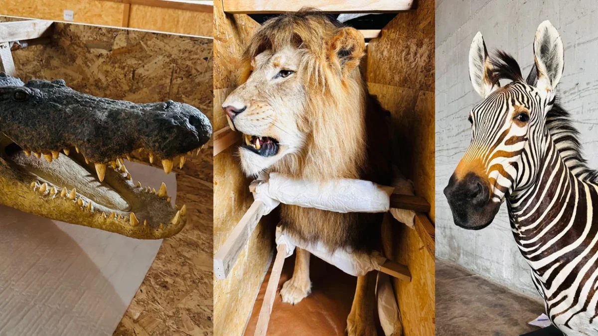 Dubai'den Gürcistan'a Kaçakçılık Trabzon'da Yakalandı