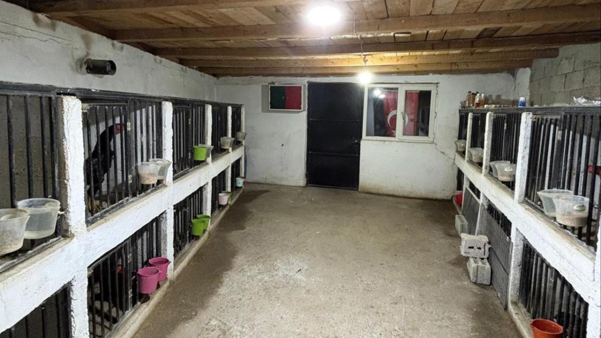 Horoz Dövüşüne 508 Bin Liralık Ceza
