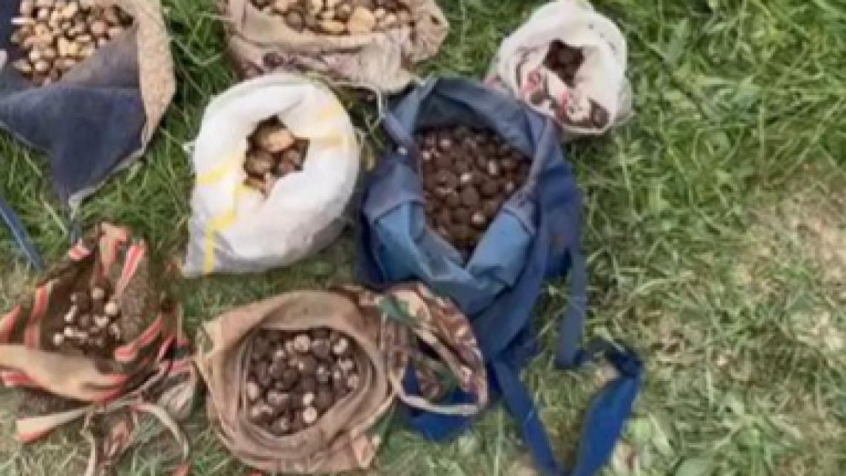 İzinsiz Salep Orkidesi Yumrusu Toplayan Kişilere 7 Milyon Lira Ceza Kesildi
