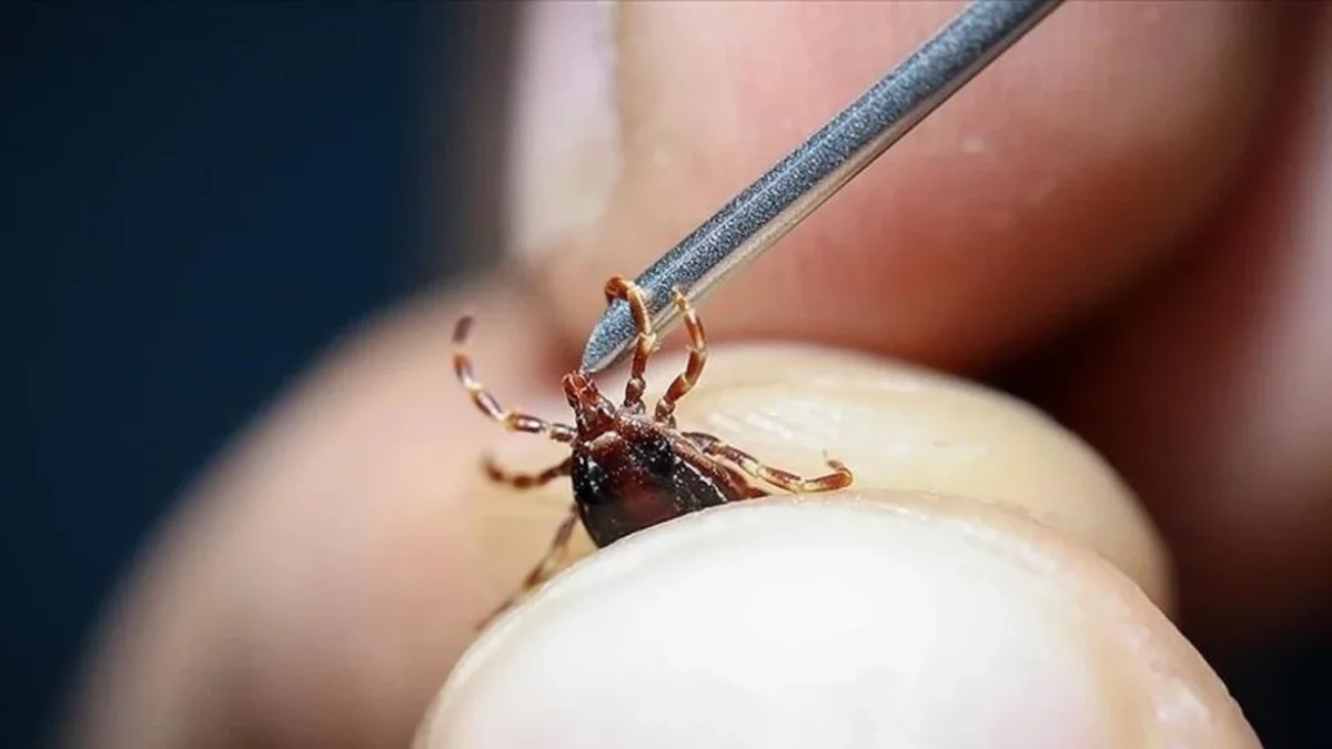 Uzmanlardan Kene Uyarısı