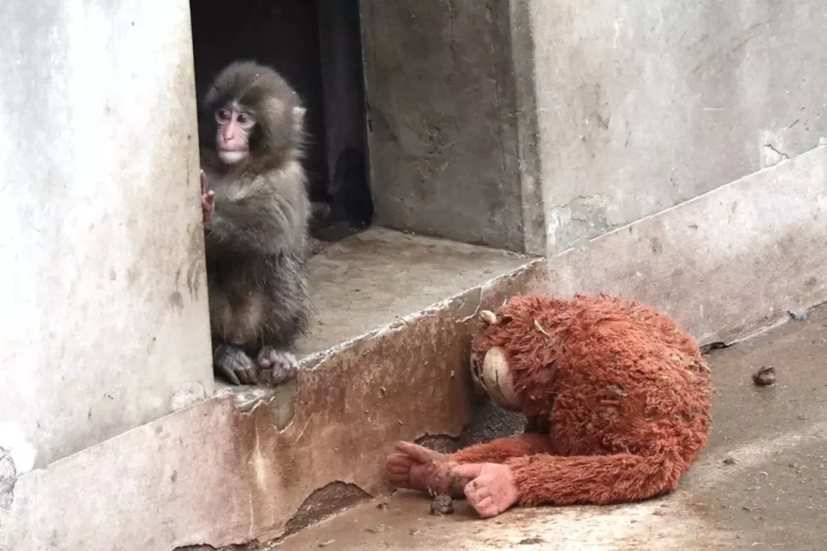 Yavru Maymun Punch’ın Yeni Görüntüleri Üzdü